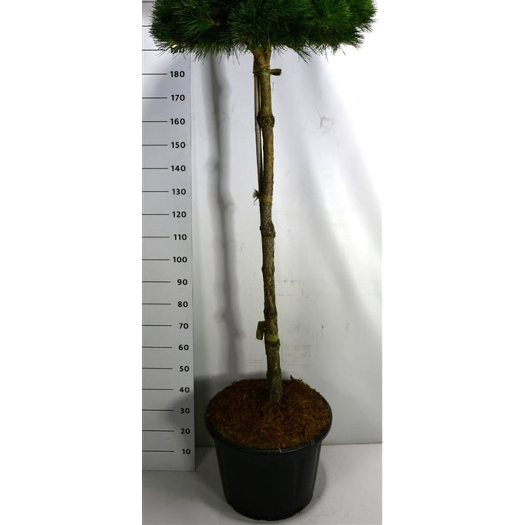 Svarttall – Pinus nigra 'Pierrick Bregeon' - C65 150 cm. Stam